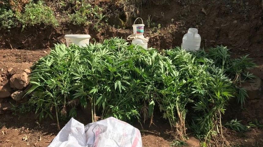 Bing&ouml;l&rsquo;de Bin 100 K&ouml;k Kenevir Bitkisi İmha Edildi