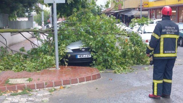 Fırtınada Devrilen Ağaç Dalı Otomobilin Üzerine Düştü