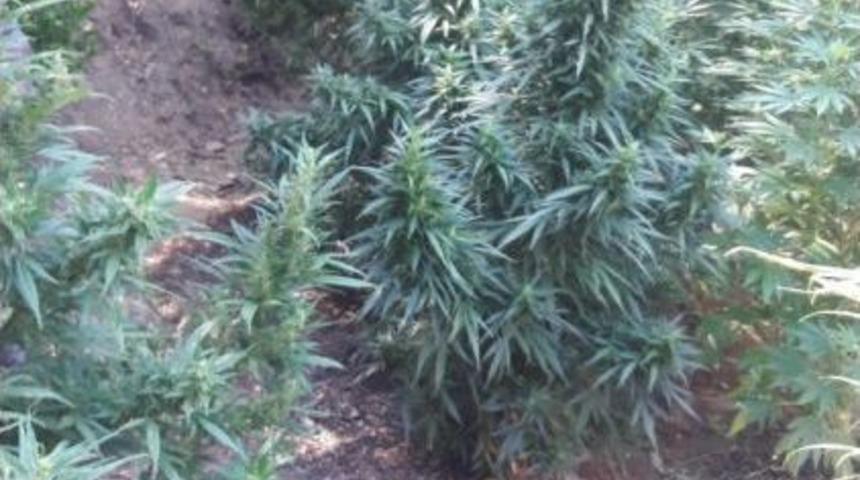 İzmir&rsquo;de 1800 K&ouml;k Hint Keneviri Ele Ge&ccedil;irildi