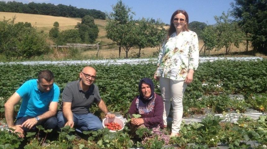 19 Mayıs’ta ’engiz Çileği’ Marka Oluyor