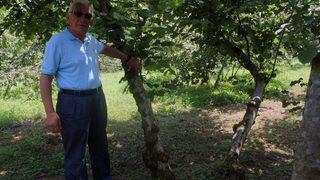 Fındıkta Tek Dal Maliyeti Düşürürken, Verim Ve Kaliteyi Artırıyor