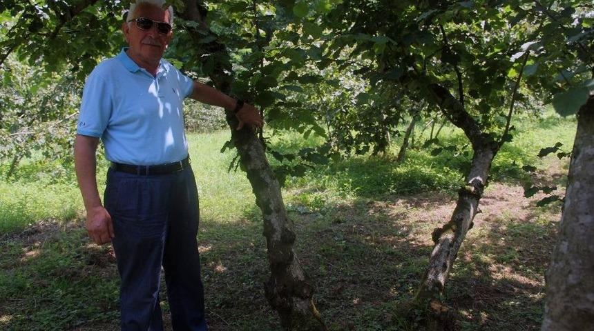 Fındıkta Tek Dal Maliyeti D&uuml;ş&uuml;r&uuml;rken, Verim Ve Kaliteyi Artırıyor