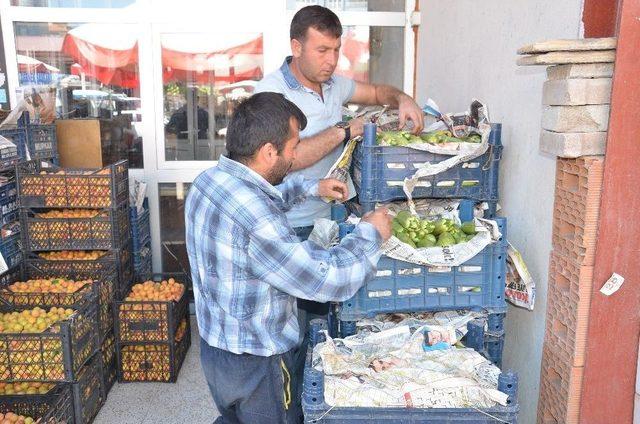 Rusya’ya Elbistan Kabağı