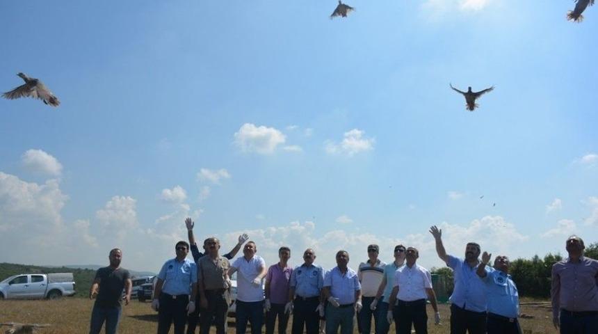 200 Keklik, Dilovası&rsquo;nda Doğaya Salındı