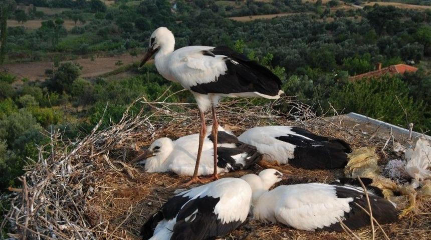 (özel) Tepedeki Büyük Aile...