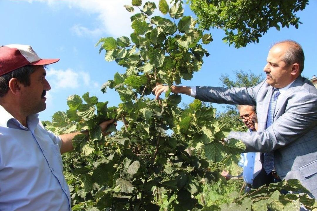 T&uuml;rkiye&rsquo;de İlk Kez Bu Bah&ccedil;ede Uygulandı, Fındıkta Verim İki Kat Arttı