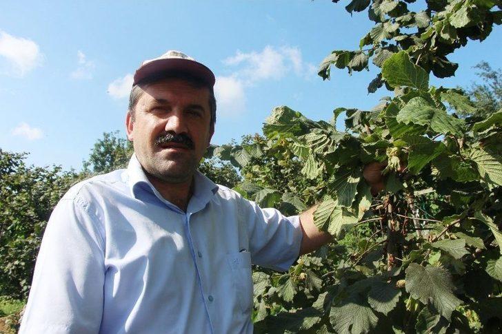 Türkiye’de İlk Kez Bu Bahçede Uygulandı, Fındıkta Verim İki Kat Arttı G2