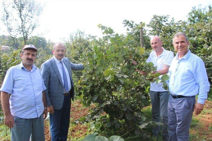 Türkiye’de İlk Kez Bu Bahçede Uygulandı, Fındıkta Verim İki Kat Arttı G3