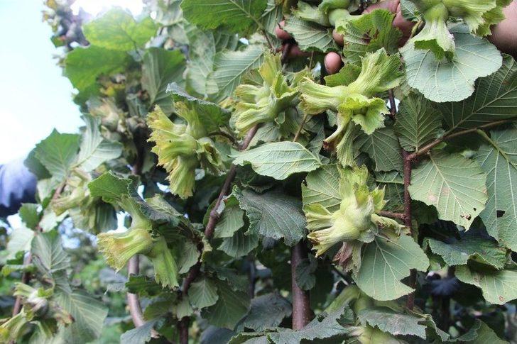 Türkiye’de İlk Kez Bu Bahçede Uygulandı, Fındıkta Verim İki Kat Arttı G4