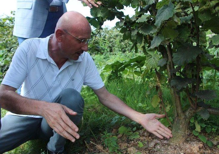 Türkiye’de İlk Kez Bu Bahçede Uygulandı, Fındıkta Verim İki Kat Arttı G5