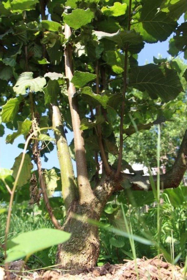 Türkiye’de İlk Kez Bu Bahçede Uygulandı, Fındıkta Verim İki Kat Arttı G1