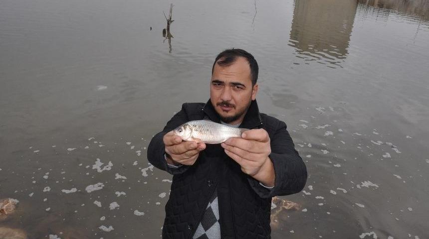 Balıklar Karaya Vurdu