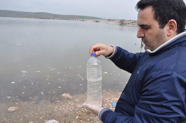 Balıklar Karaya Vurdu