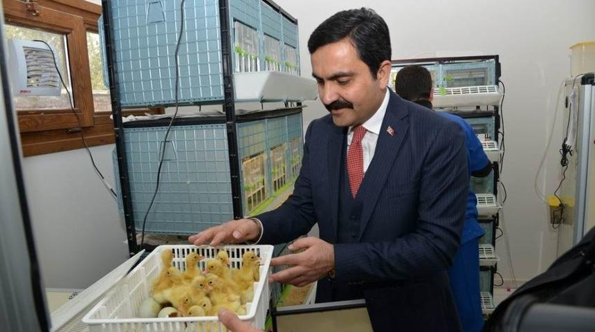 Yumurtadan &Ccedil;oğalan Evcil Hayvanların Satışı Başladı