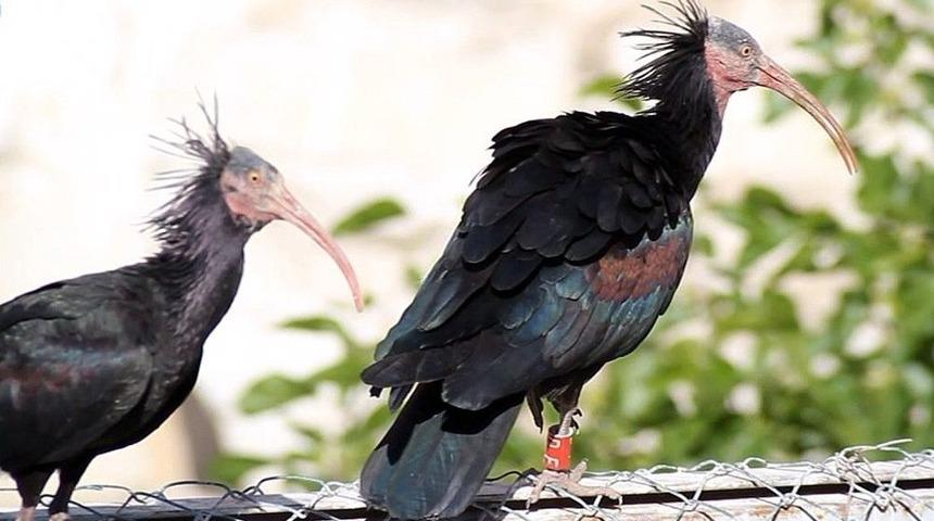 Kelaynaklar Kabloların İzole Edilmesiyle Hayata Tutundu