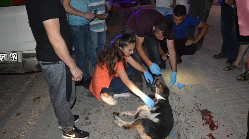 Vicdansız Sürücü Köpeğe Çarpıp Kaçtı!