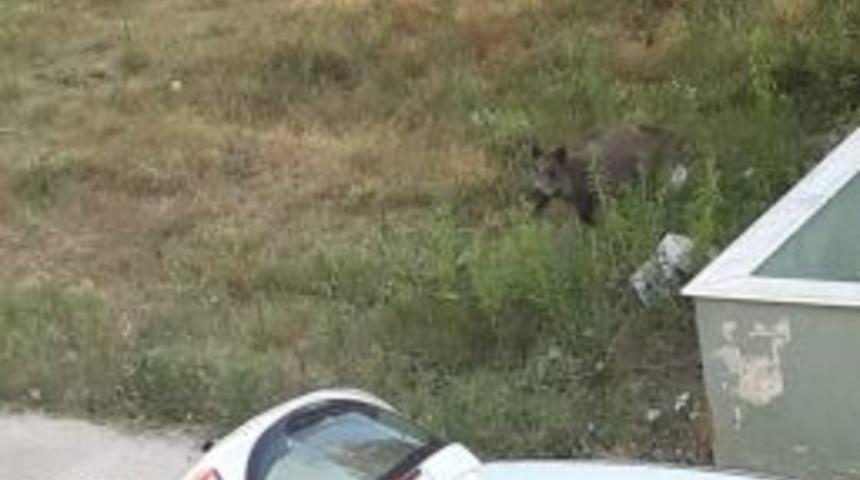 Yaban Domuzu Şehre İndi