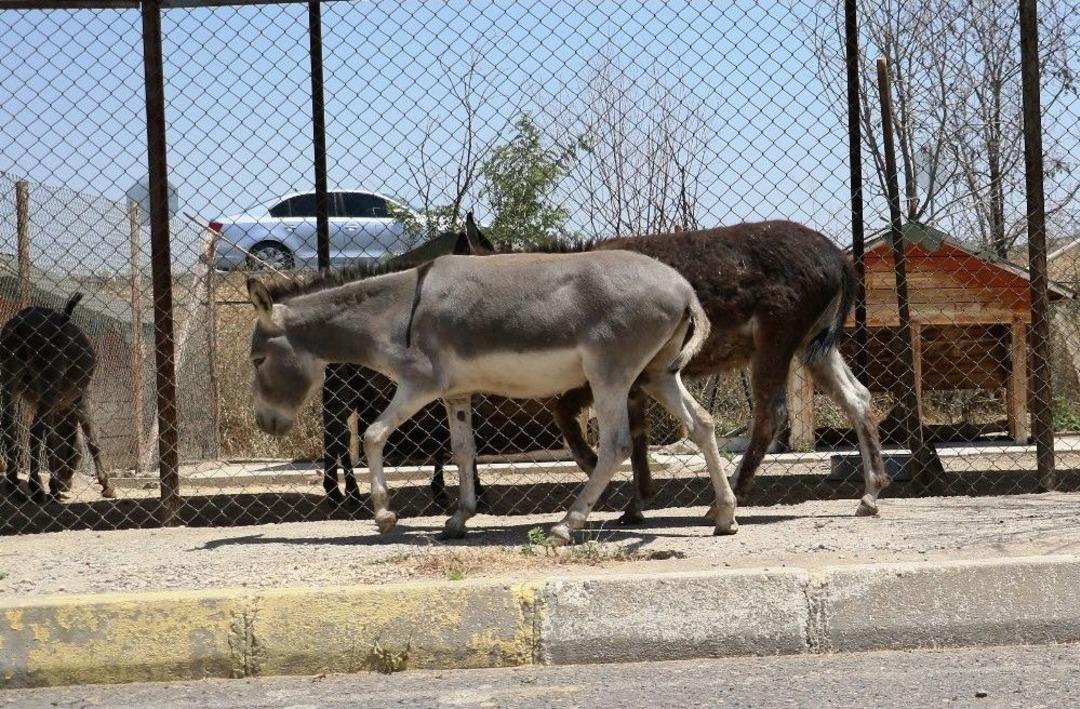 Veteriner Hekim İ&ccedil;en: "eşekler De Artık Sokak Hayvanı"