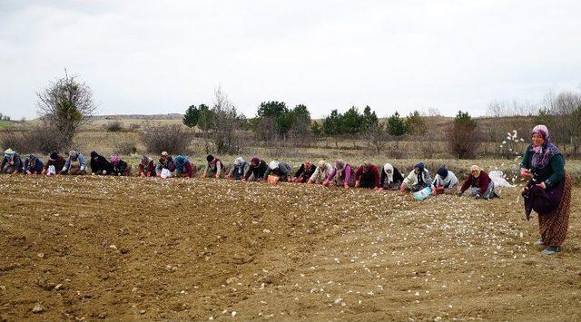 (özel) Atama Bekleyen Öğretmen, Sarımsak Tarlasında Çalışarak Harçlığını Çıkartıyor