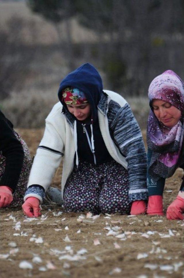 (özel) Atama Bekleyen Öğretmen, Sarımsak Tarlasında Çalışarak Harçlığını Çıkartıyor