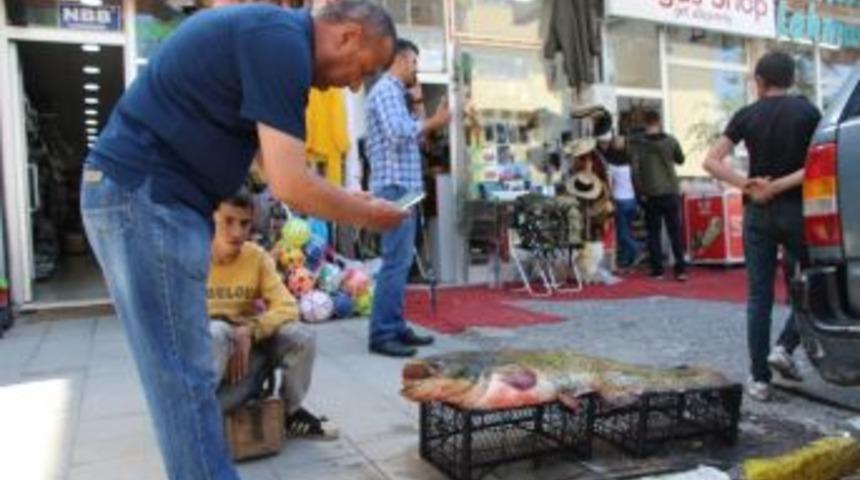 Dev Yayın Balığı G&ouml;renleri Şaşırttı