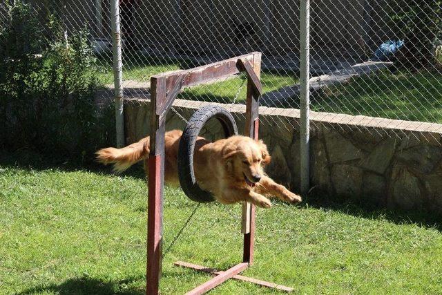 Narkotik Köpekleri Zehir Tacirlerinin Kabusu Olmaya Devam Ediyor