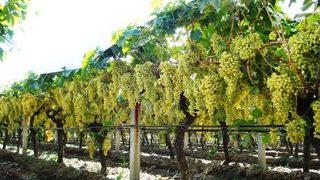 Sulama Alanlarında İnceleme