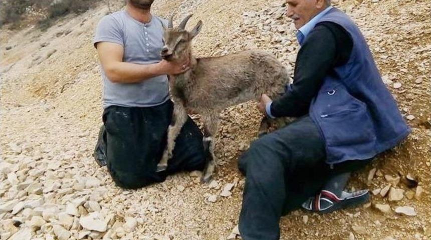 Yavru Karacayı K&ouml;yl&uuml;ler Kurtardı