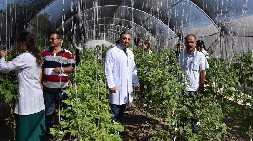 Niğde Patates Araştırma Enstitüsü Arı Gibi Çalışıyor