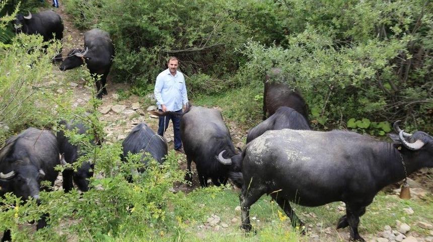 Bartın&rsquo;da Manda Yetiştiriciliğine İlgi Arttı