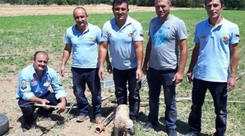 G&uuml;ny&uuml;z&uuml;&rsquo;nde Su Kuyusuna D&uuml;şen Yavru K&ouml;peği İtfaiye Ekipleri Kurtardı