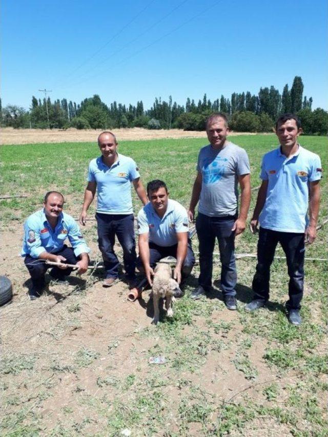 Günyüzü’nde Su Kuyusuna Düşen Yavru Köpeği İtfaiye Ekipleri Kurtardı