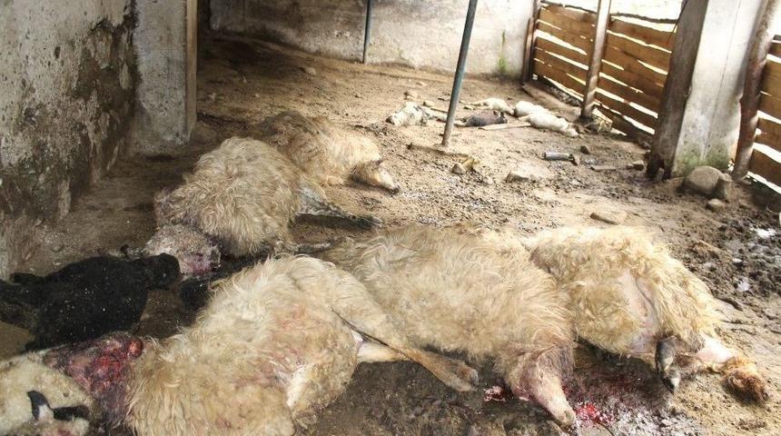 İkizdere&rsquo;de Ahıra Giren Kurt 57 Koyunu Telef Etti
