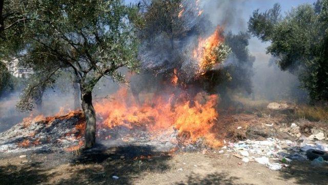 Zeytinlik Yangını Korkuttu 3