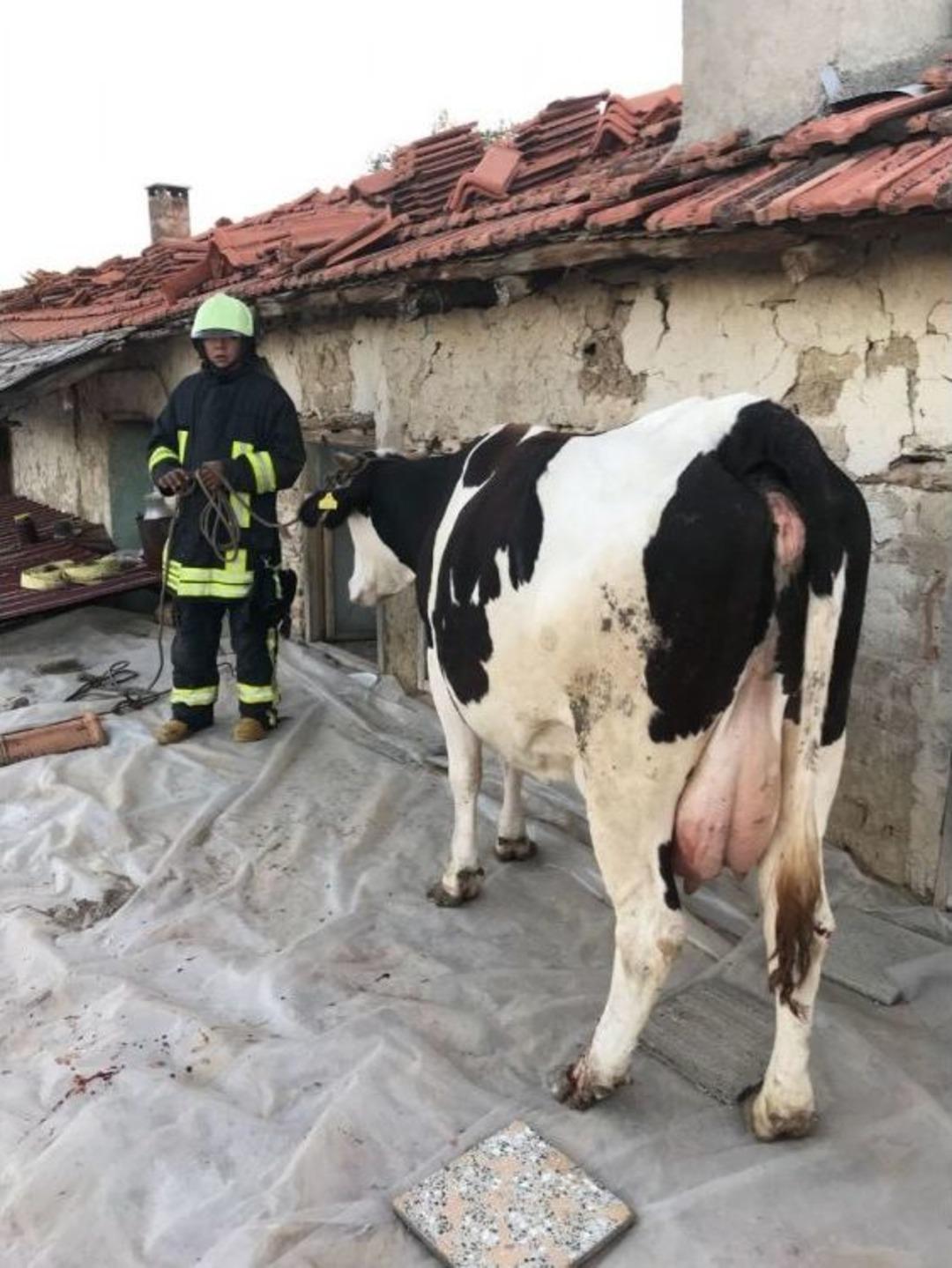 İnek &Ccedil;atıda Mahsur Kaldı