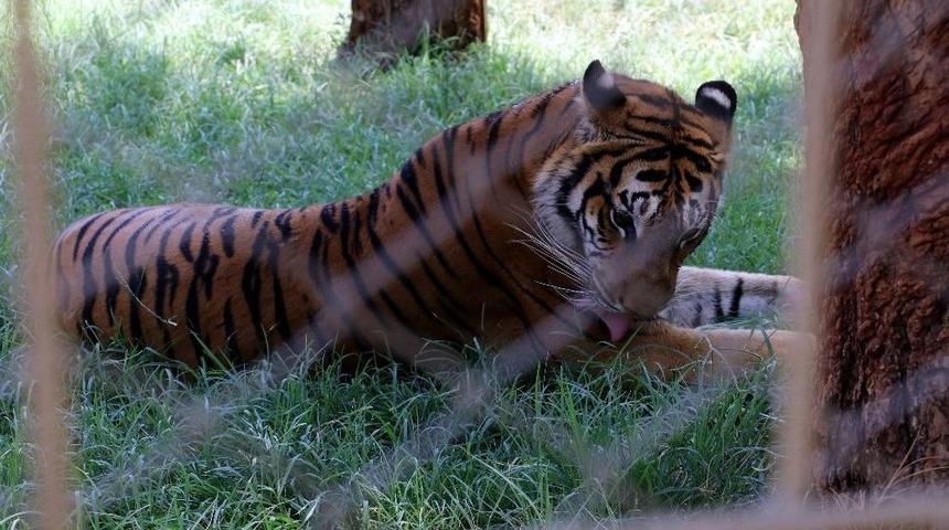 Aref, Hastaneye Gitmek İçin 5 Saat Beklemiş