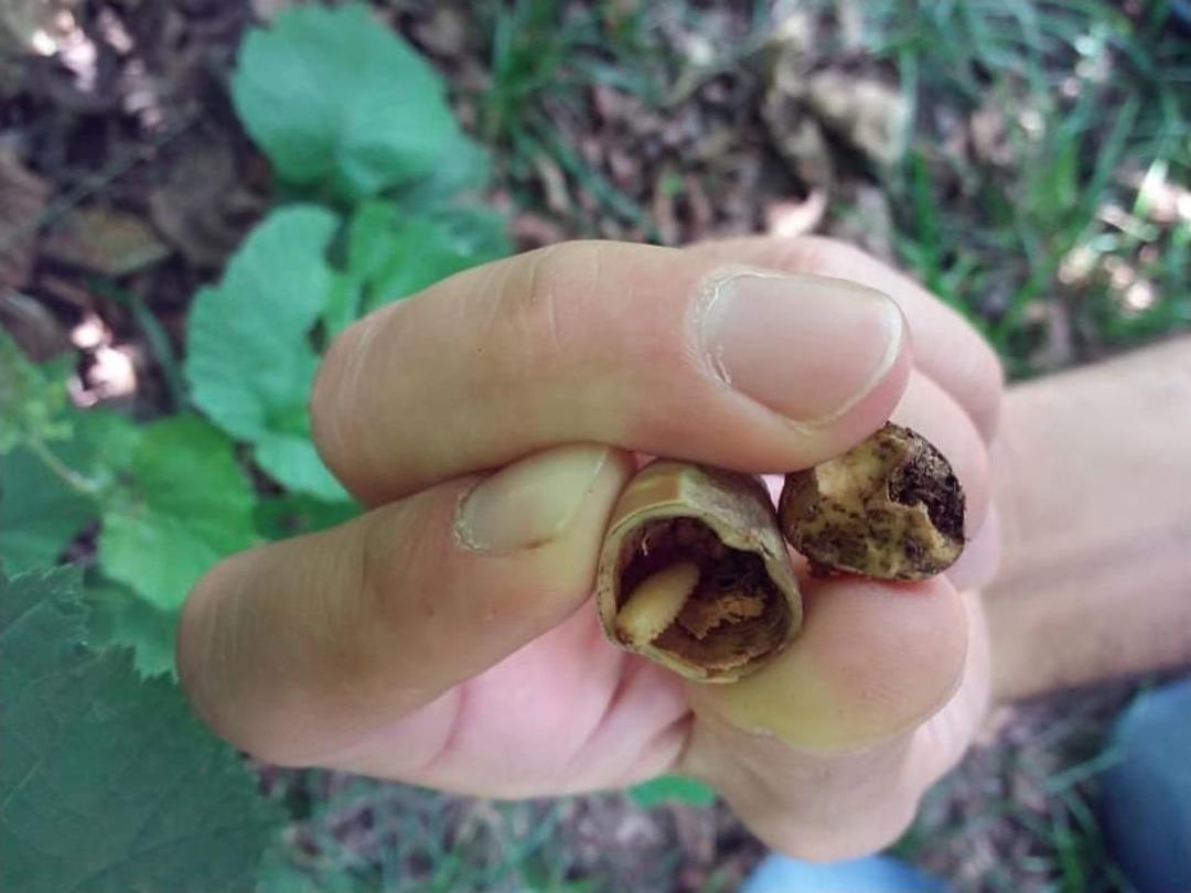 Fındık Bah&ccedil;elerinde Meyve D&ouml;k&uuml;m&uuml;