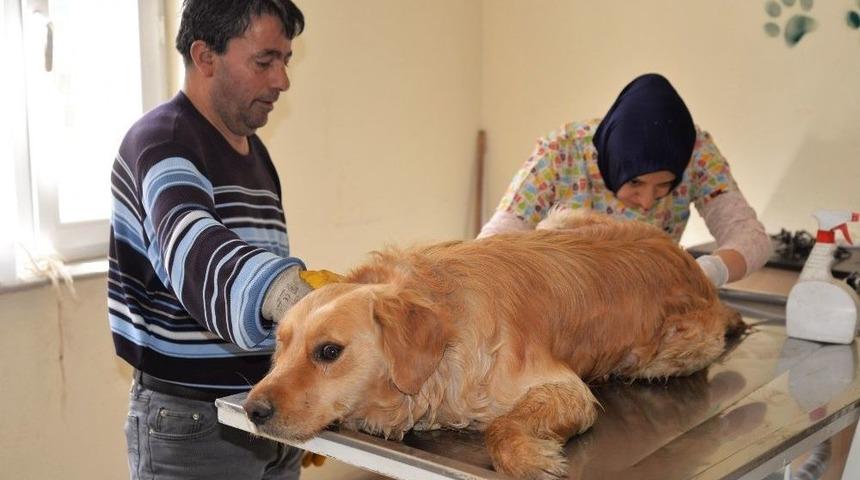 Otomobilin &Ccedil;arptığı Yaralı K&ouml;pek Tedavi Altına Alındı