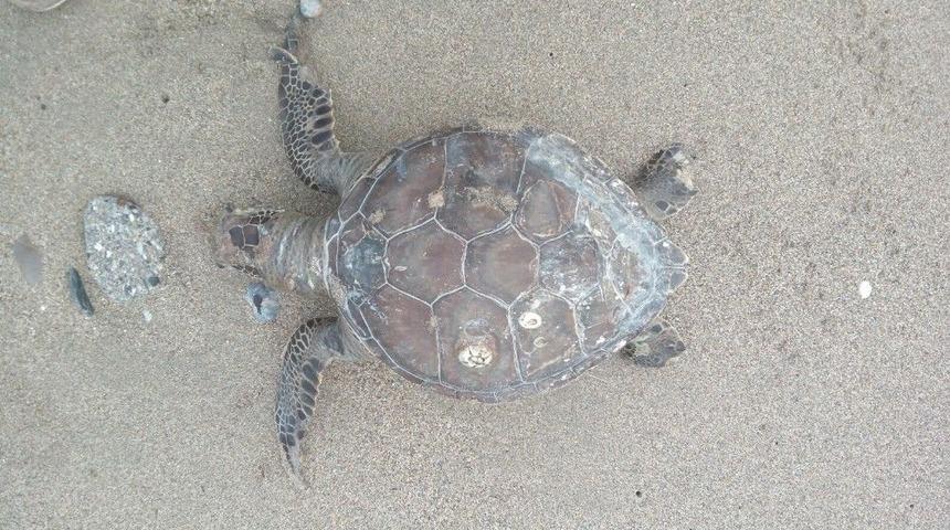 Sahilde &Ouml;l&uuml; Caretta Caretta Bulundu