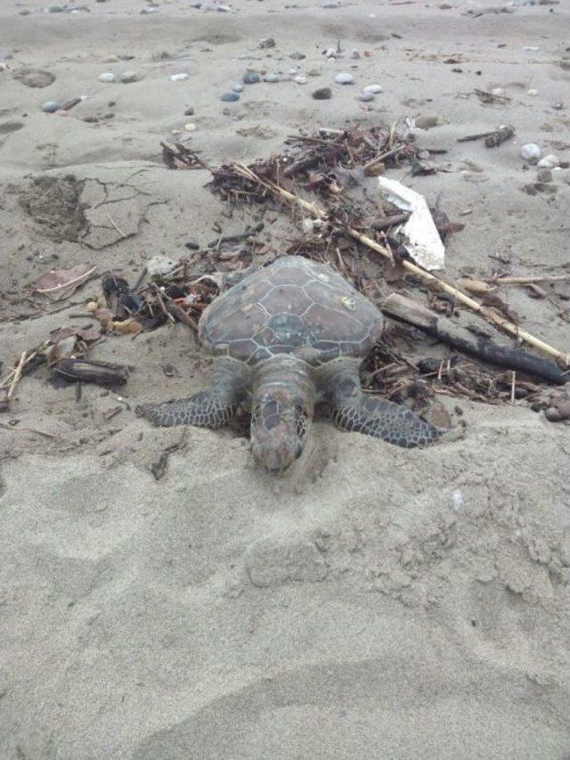 Sahilde Ölü Caretta Caretta Bulundu