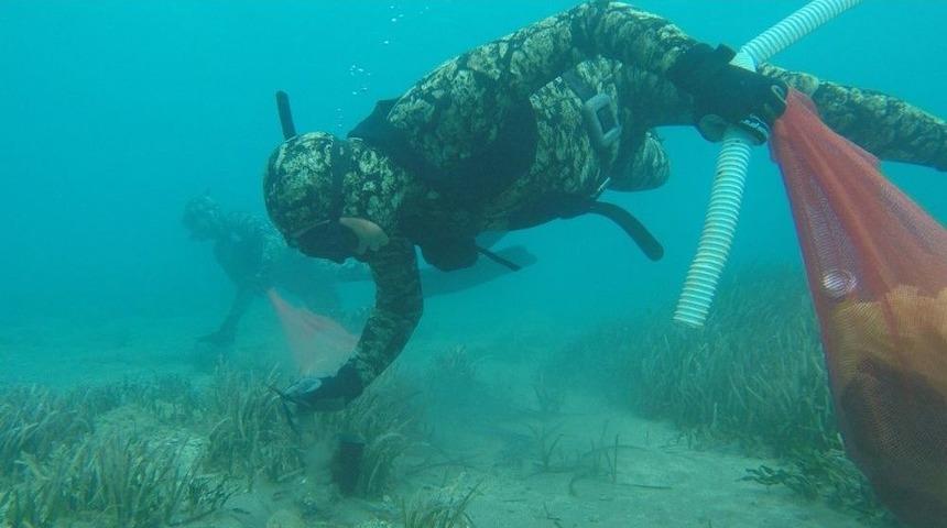 Deniz Dibi Temizliği Turgutreis&rsquo;te Devam Etti