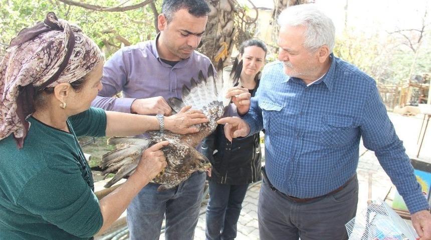 Yaralı Atmaca Korumaya Alındı