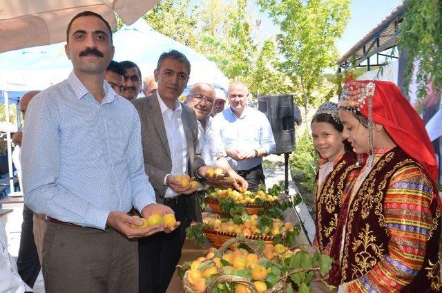 Kahramanmaraş’ta Kayısı Tarla Günü