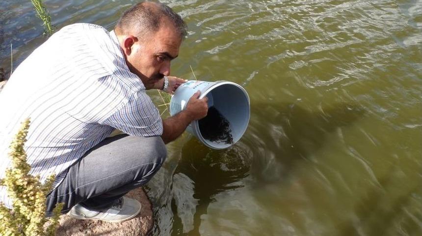 G&ouml;letlere 110 Bin Yavru Balık Bırakıldı