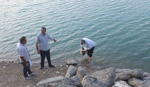 G&ouml;letlere 110 Bin Yavru Balık Bırakıldı 1