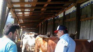 Çalınan İnekler Ahıra 500 Metre Uzaklıkta Bulundu