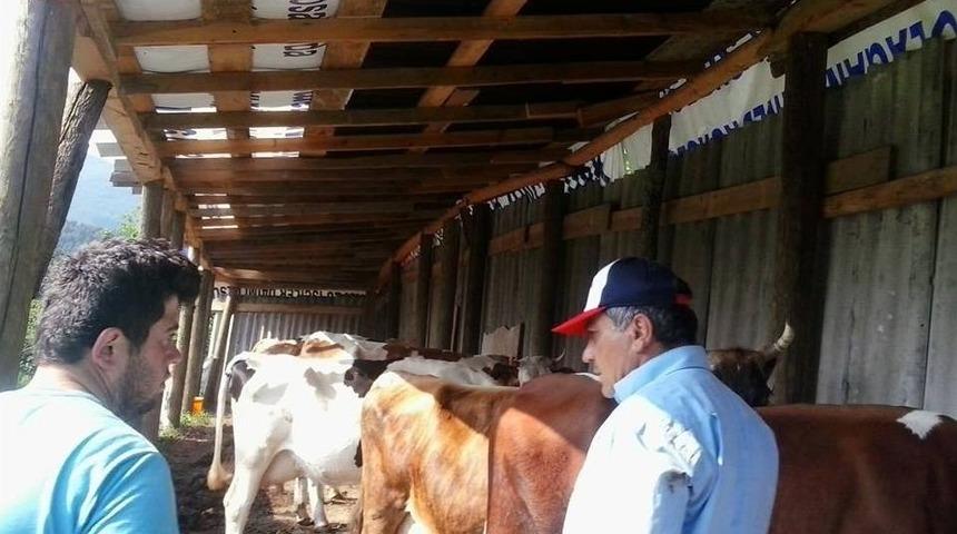 Çalınan İnekler Ahıra 500 Metre Uzaklıkta Bulundu