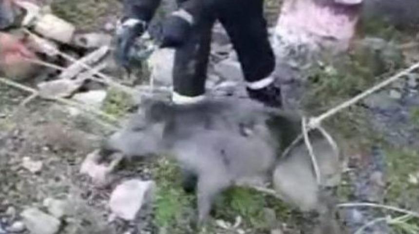 Bodrum&rsquo;da İtfaiyeden Domuz Kurtarma Operasyonu