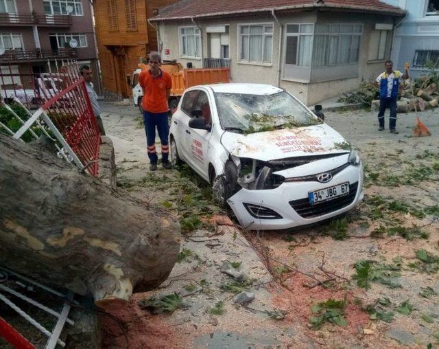 (özel) Şiddetli Rüzgar, 400 Yıllık Anıt Çınar Ağacını Aracın Üstüne Devirdi