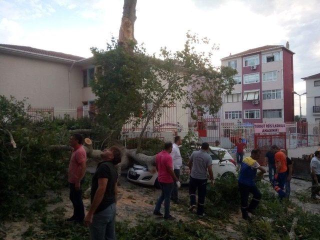 (özel) Şiddetli Rüzgar, 400 Yıllık Anıt Çınar Ağacını Aracın Üstüne Devirdi